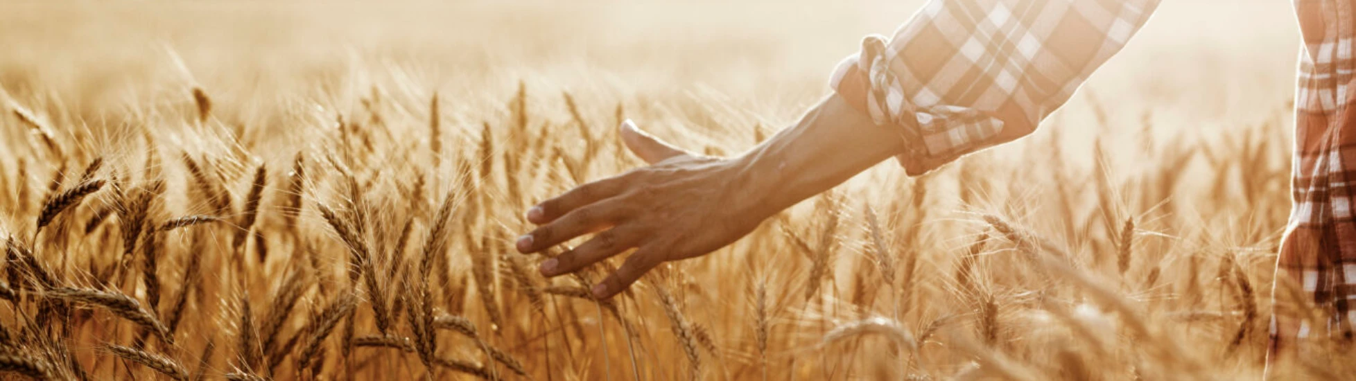Hand on grain